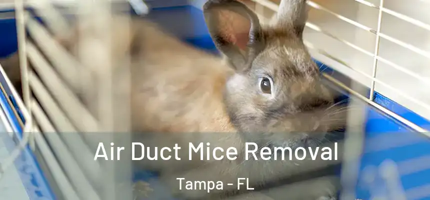  Air Duct Mice Removal Tampa - FL