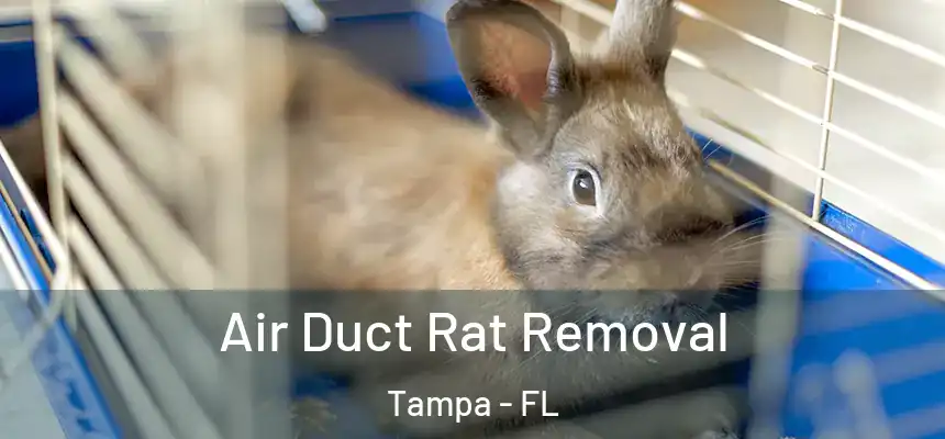  Air Duct Rat Removal Tampa - FL