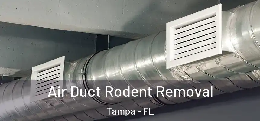 Air Duct Rodent Removal Tampa - FL