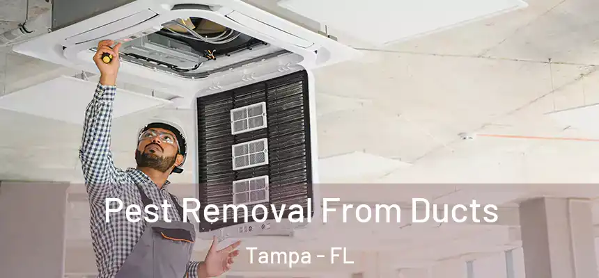 Pest Removal From Ducts Tampa - FL